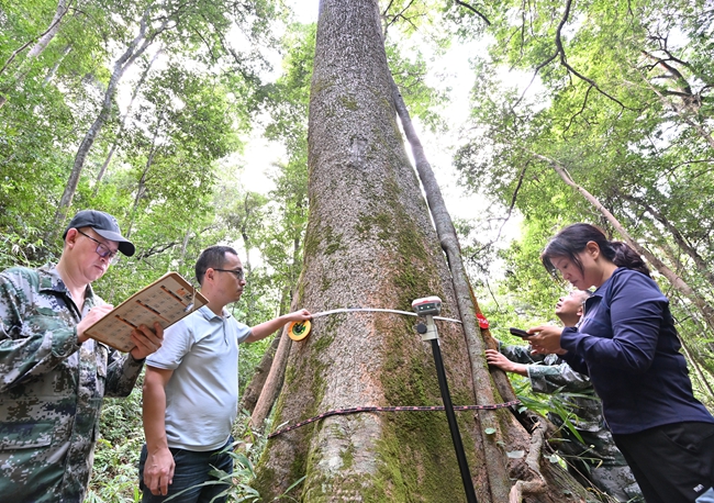 調查隊員為楓香古樹測量樹圍
