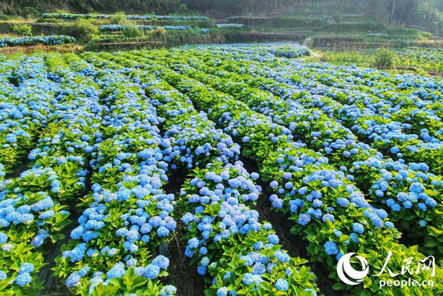 位于良地村的绣球花海。人民网 林铭贤摄