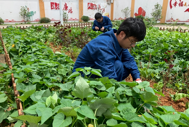 工作人員在基地小菜園裡種菜