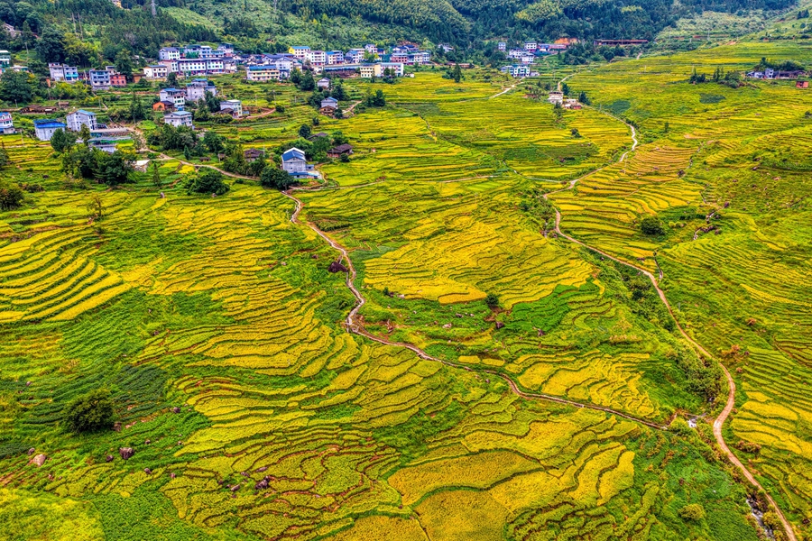 萬畝金黃，秋景如畫