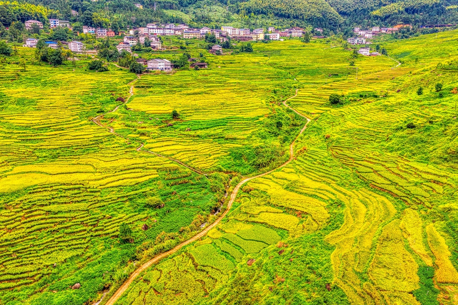 青山環抱，田野鋪金，繪就豐收畫卷