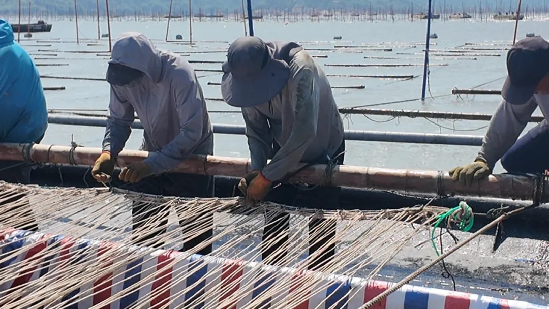 养殖户进行紫菜下苗