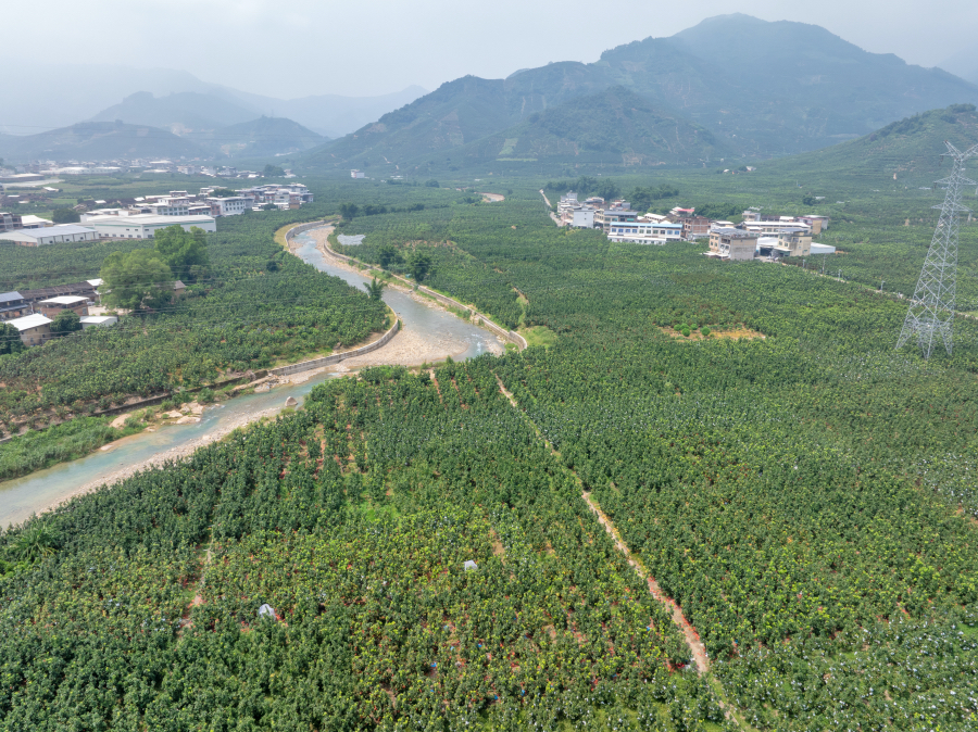 位於平和的一處蜜柚果園。農行漳州分行供圖
