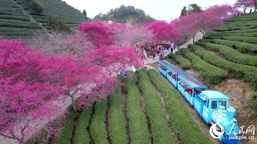 龙岩漳平樱花茶海间。人民网记者 李昌乾摄