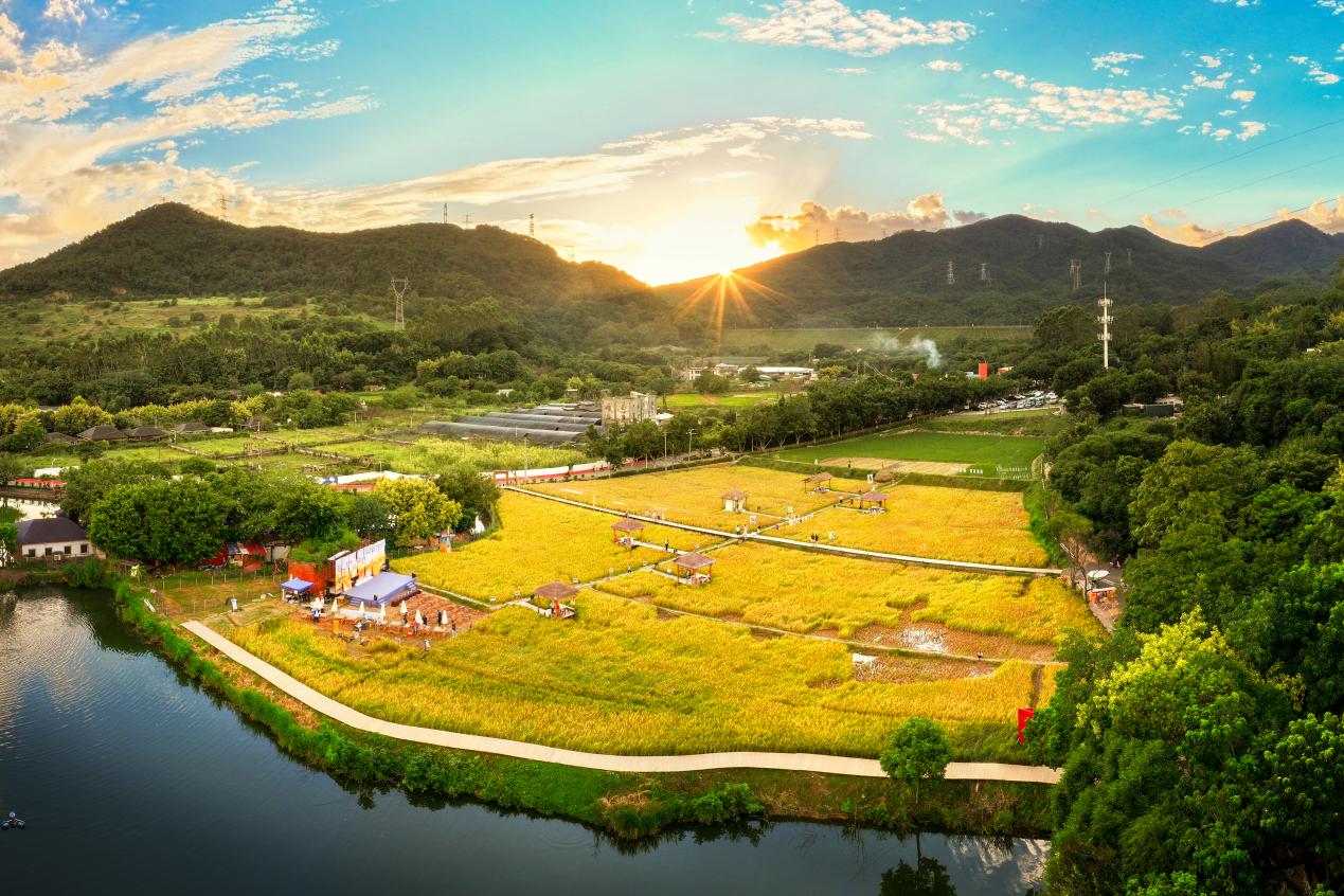 天竺山农耕研学基地（知稻稻田咖啡）。天竺山公司供图