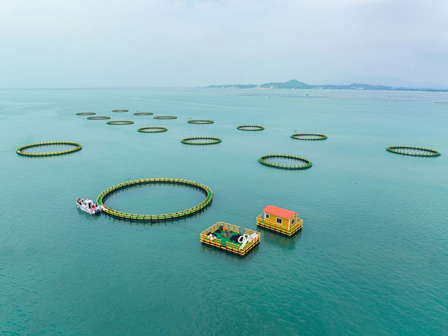 诏安湾海上养殖场