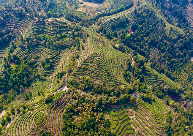 桃溪镇茶园