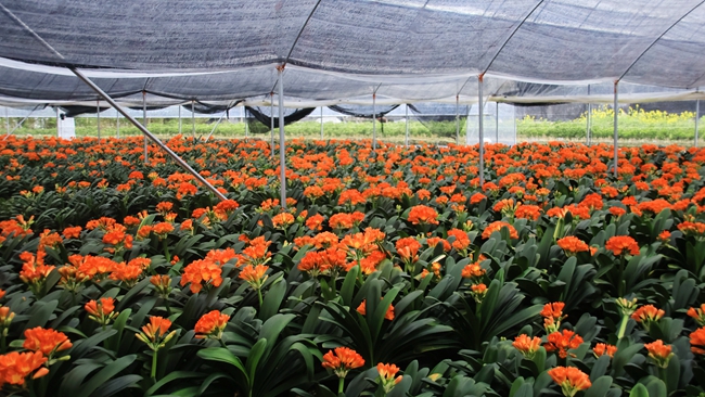 共富花場