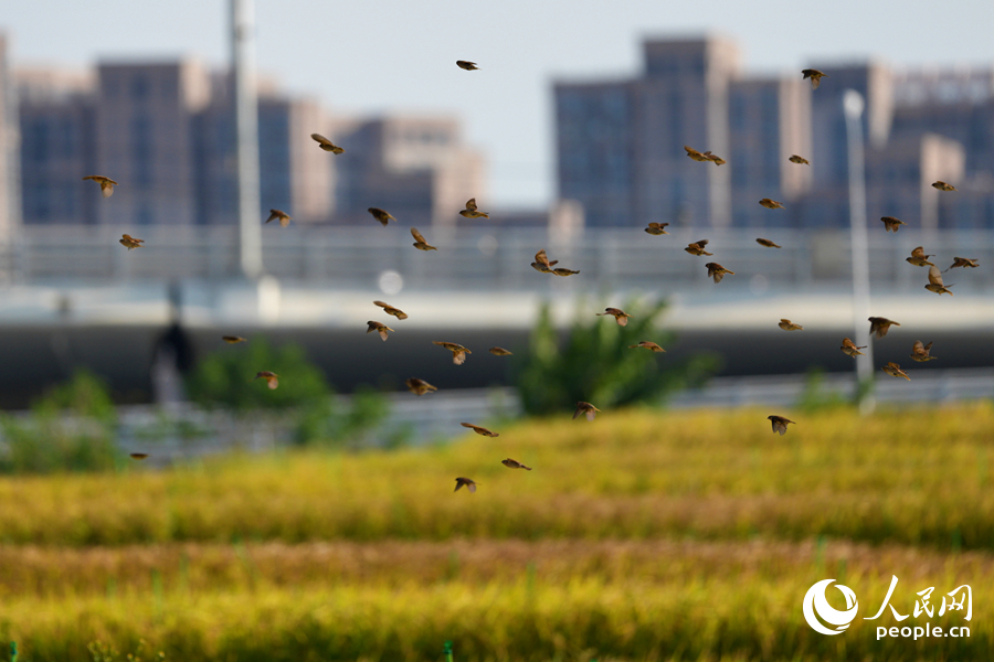 成群斑文鳥在稻田中飛行。人民網記者 陳博攝