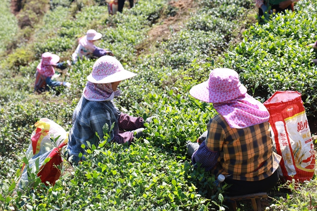 在香之純茶葉專業合作社的生態茶園裡，採茶工正在採收安溪鐵觀音秋茶
