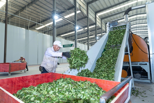 茶葉生產基地內，茶青加工忙