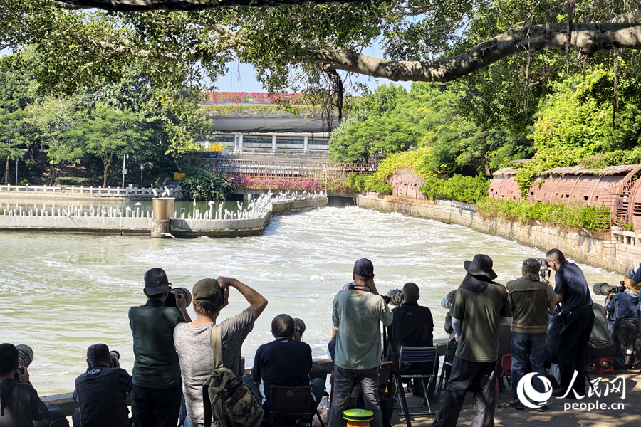 廈門筼筜湖成群白鷺翩飛，吸引大批觀鳥愛好者前來打卡。人民網記者 陳博攝