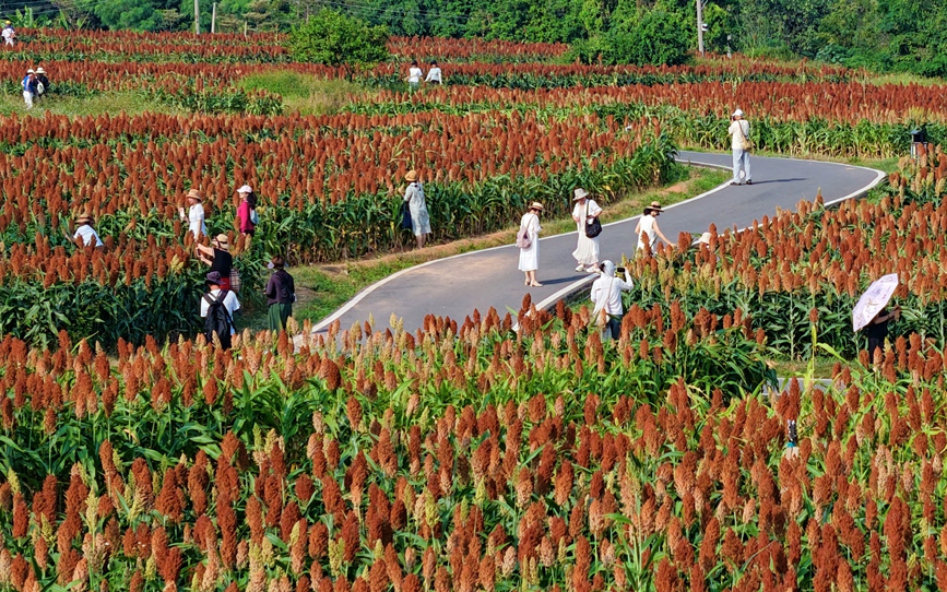 廈門：連片高粱紅透秋