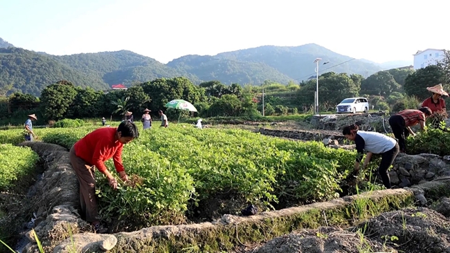 农户采收花生