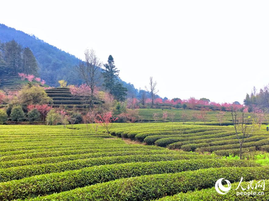 位于武夷山市的燕子窠生态茶园，是科技特派员指导建设的重要基地。人民网记者 林晓丽摄