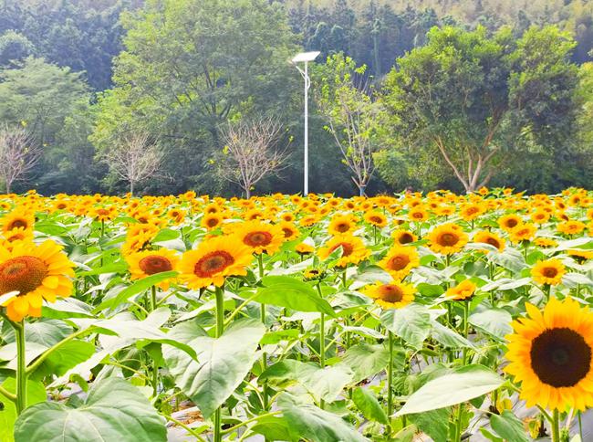 共富花場