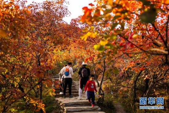 （社會）（2）北京坡峰嶺：金秋紅葉引游人