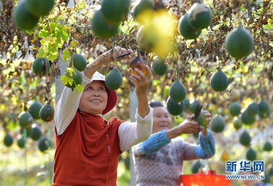 （經濟）（1）江西撫州：小瓜蔞助增收