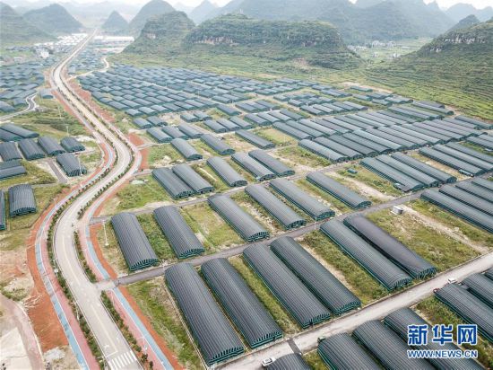 （圖文互動）（1）貴州食用菌產業助農就業增收