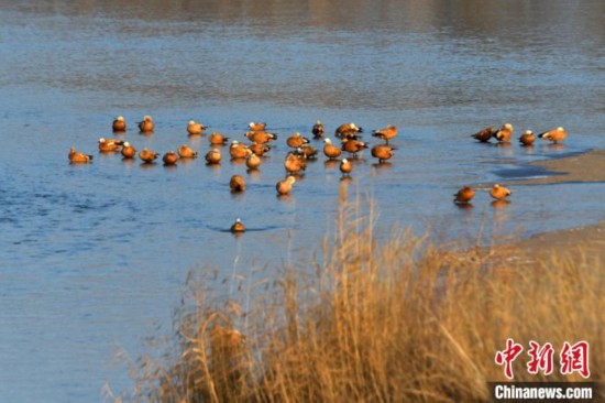 大批候鳥飛抵甘肅黑河濕地越冬