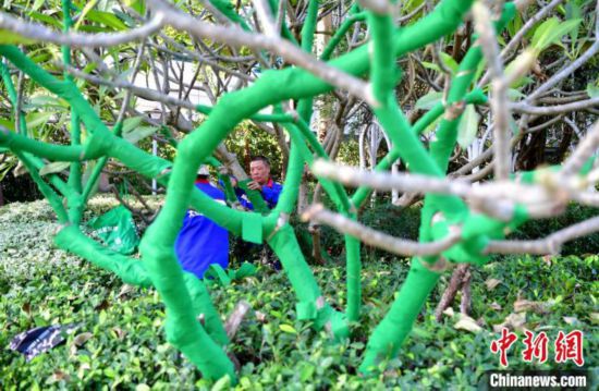 福州：公園植物添“衣”防寒