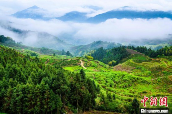 云端茶飘香美景醉游人福建周宁举办高山云雾茶文旅节