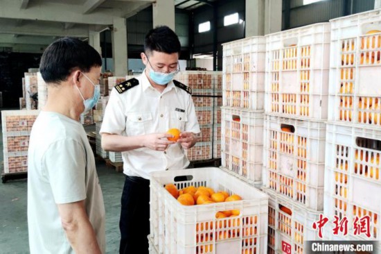 “中国芦柑之乡”永春柑橘香飘东南亚出口均价创新高