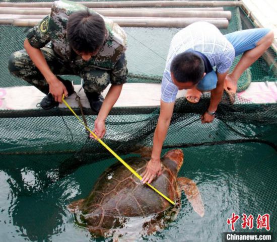 福建漳州海警成功救助瀕危野生赤蠵龜