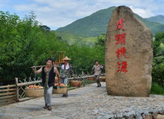 福安市虎头村桃农喜迎丰收