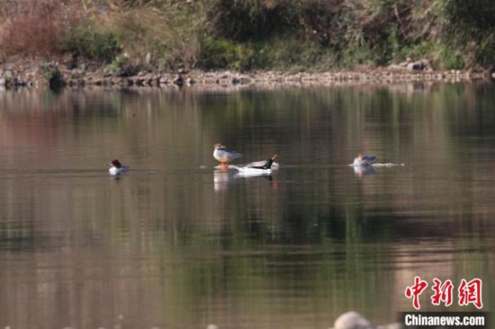 12月24日，中华秋沙鸭在闽休整。其主要出没于林区内的湍急河流，有时在开阔湖泊停留。　苏盛花 摄