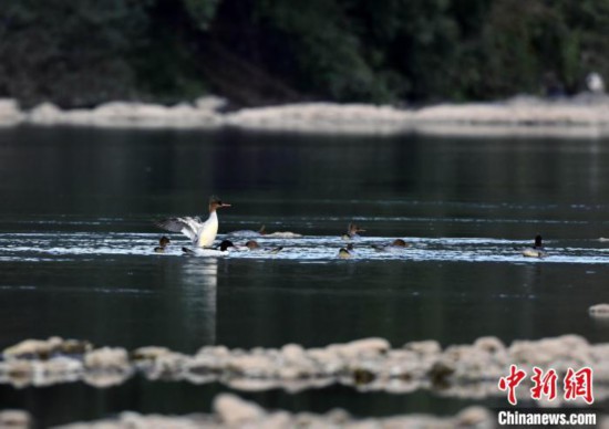 2月上中旬，中华沙秋鸭在浅滩准备捕食。　陈文新 摄