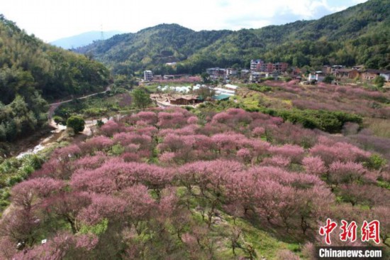 航拍福州郊区盛开的梅花林