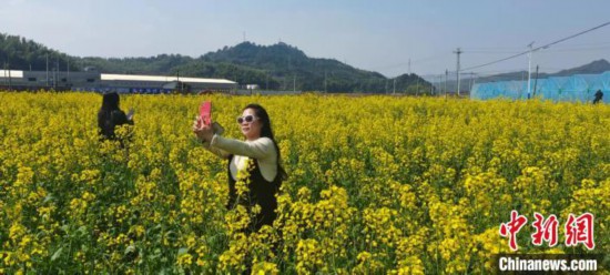 3月初，福建南平光澤油菜花開，鄉村旅游熱。　張麗君 攝