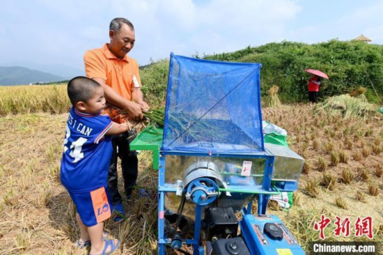 小孩體驗收割水稻。　張金川 攝