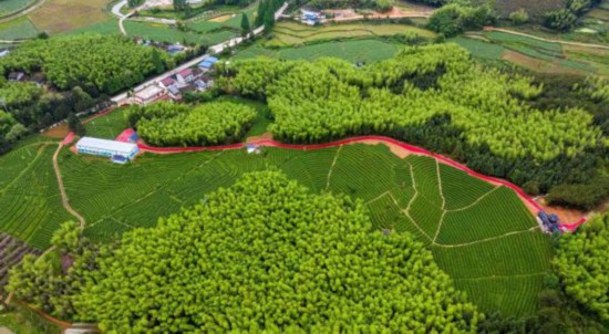 光澤縣華橋鄉吳屯村金映茶葉家庭農場有限公司茶園鳥瞰圖 光澤縣委組織部供圖