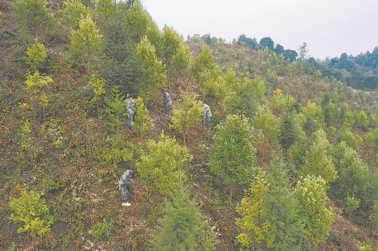 建宁县黄坊乡的山坡上，林业人员正在抚育一片引种的濒危植物钟萼木。