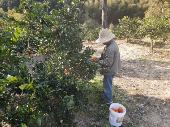 福州晋安区日溪乡日溪村果农正在采摘脐橙。（张兴铠 摄）