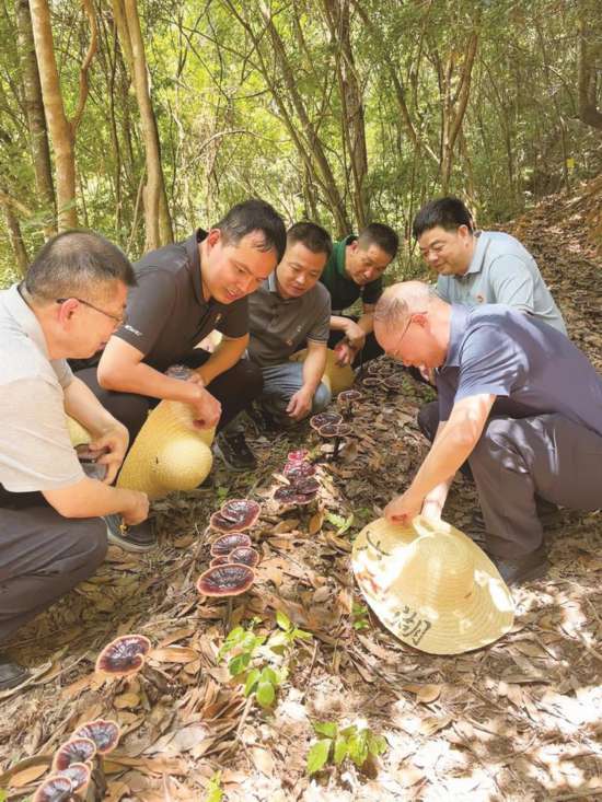 合作社成員和各級專家查看靈芝長勢