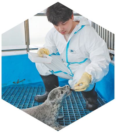 遼寧大連，科研人員在給國家一級保護野生動物斑海豹幼崽喂食。新華社記者 韓 赫攝